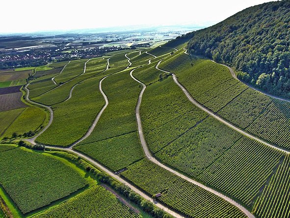 Weinberge