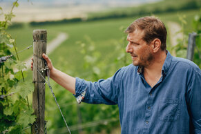 Paul Weltner im Weinberg, Foto: Peter Bender Paul Weltner im Weinberg